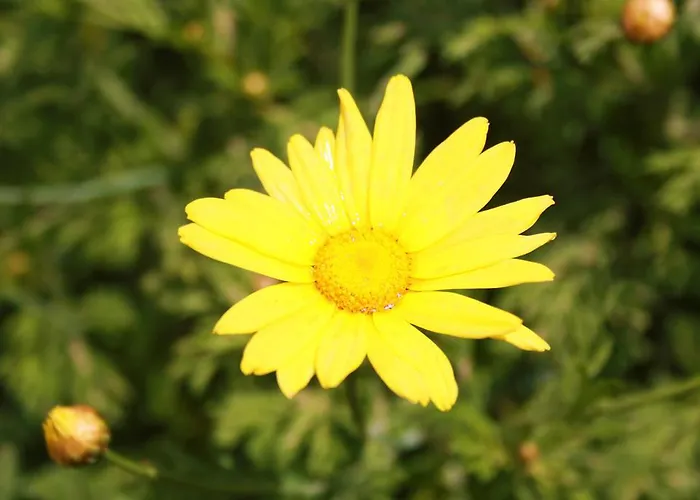 Aparthotel Parla Çeşme