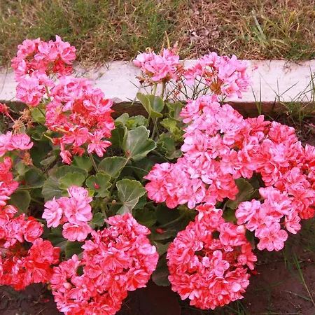 Lejlighedshotel Parla